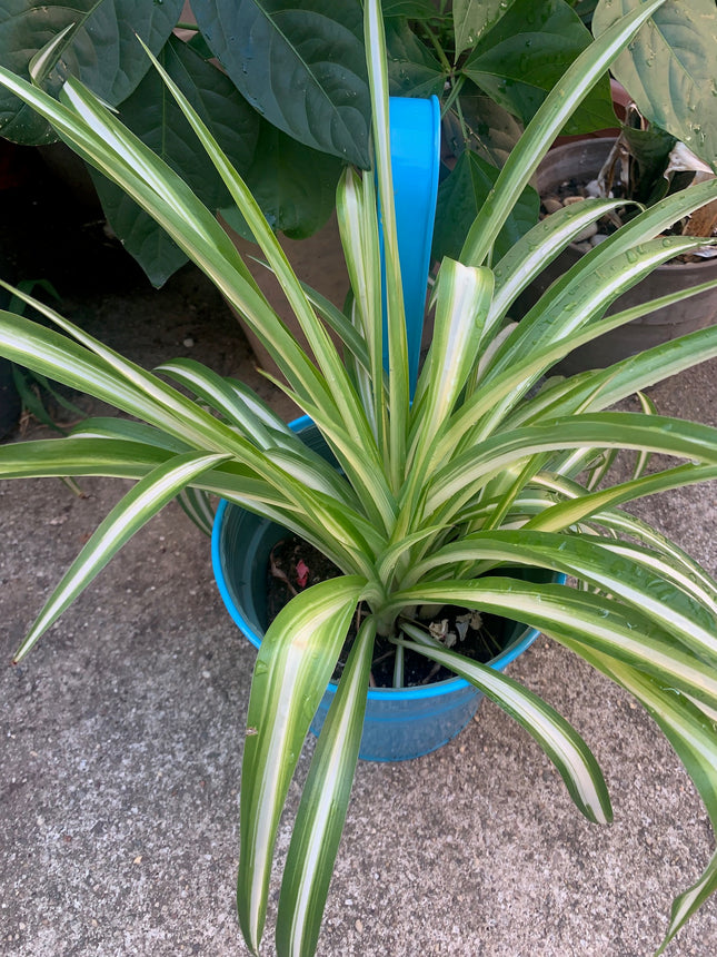 Spider Plant, Hanging Live Indoor Plant, Easy Care Hanging Trailing Houseplant in Nursery Pot, Air Purifying Plant