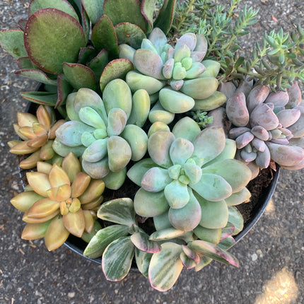 Summer Succulents Collection for Outdoor or Indoor Plants Home Decorations Gift plants