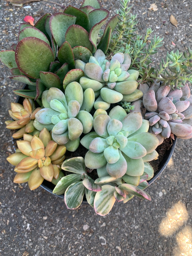 Summer Succulents Collection for Outdoor or Indoor Plants Home Decorations Gift plants