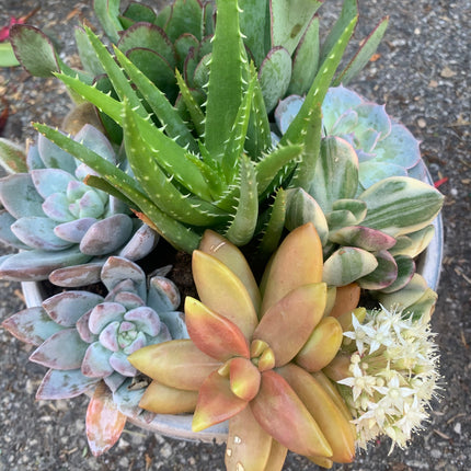 Summer Succulents Collection for Outdoor or Indoor Plants Home Decorations Gift plants