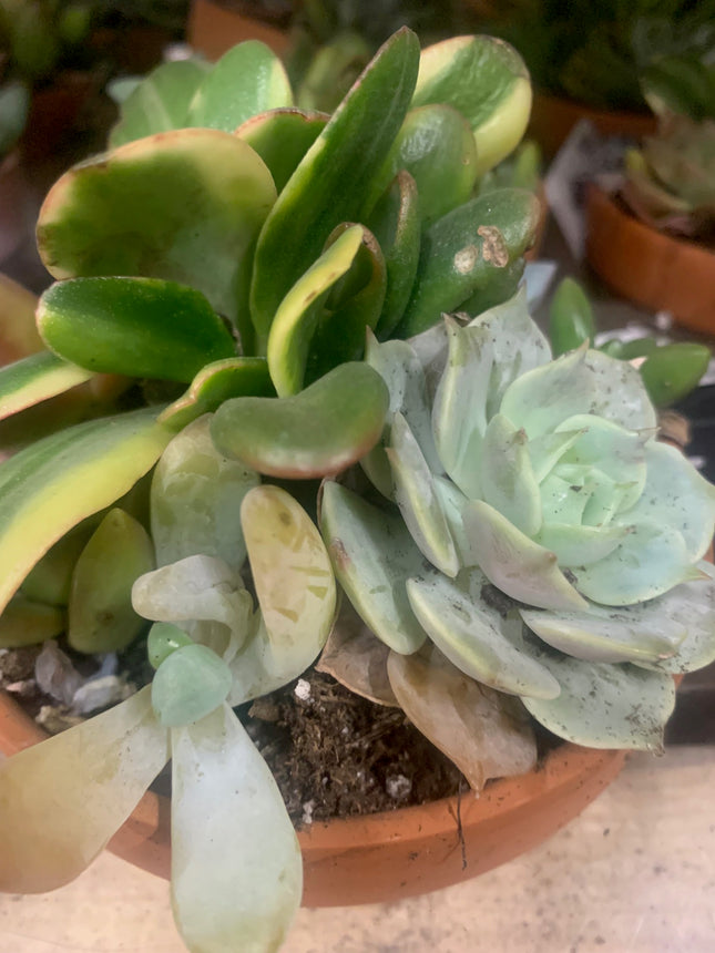 Assort color succulent plants in decor pot for your mini fairy garden