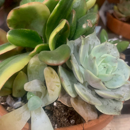 Assort color succulent plants in decor pot for your mini fairy garden