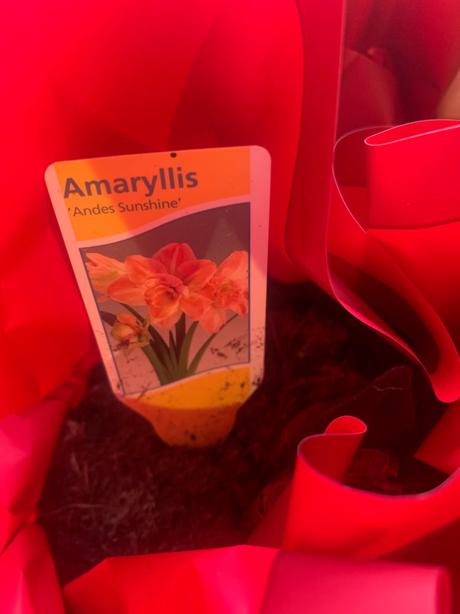 易於種植的朱頂紅「雙瓣」球莖（1 包）－大型紅白雙瓣花，適合節慶室內外花園