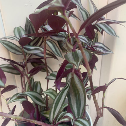 紫露草屬植物 室內植物 粉紅條紋 多色