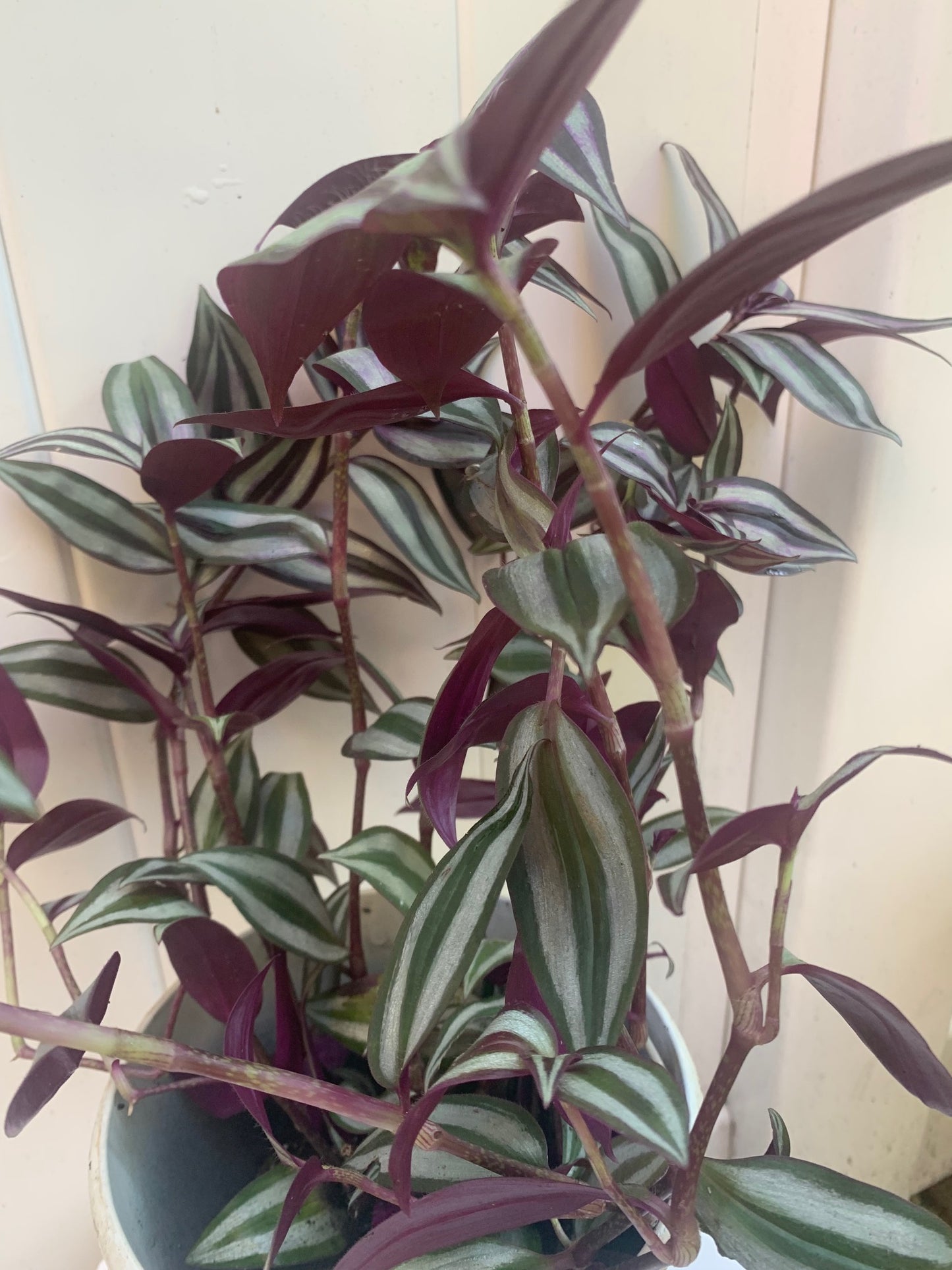 Tradescantia Zebrina Wandering Jew Purple in Basket