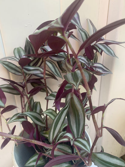 Tradescantia Zebrina Wandering Jew Purple in Basket
