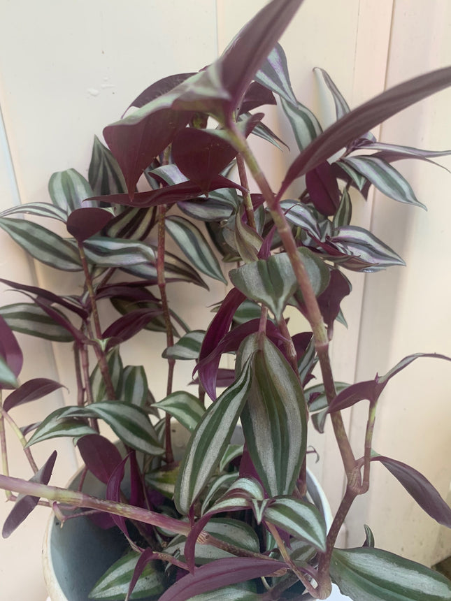 紫露草屬植物 室內植物 粉紅條紋 多色