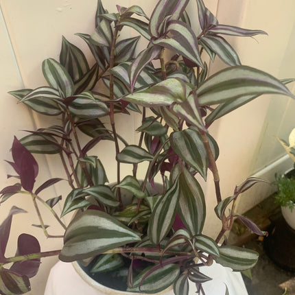 紫露草屬植物 室內植物 粉紅條紋 多色