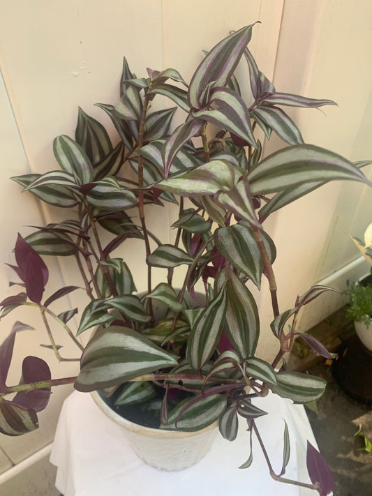 Tradescantia Zebrina Wandering Jew Purple in Basket