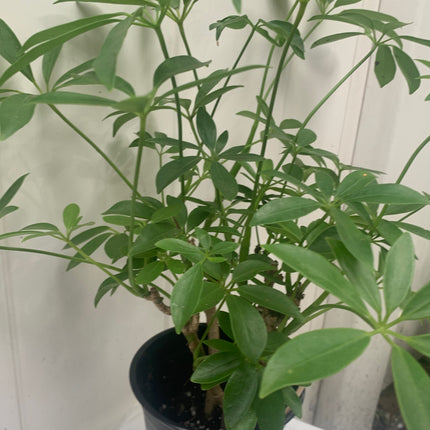 Rooted 12- 18 inch tall Dwarf Umbrella Schefflera Heptapleurum Plants or Tree for Indoor Decoration