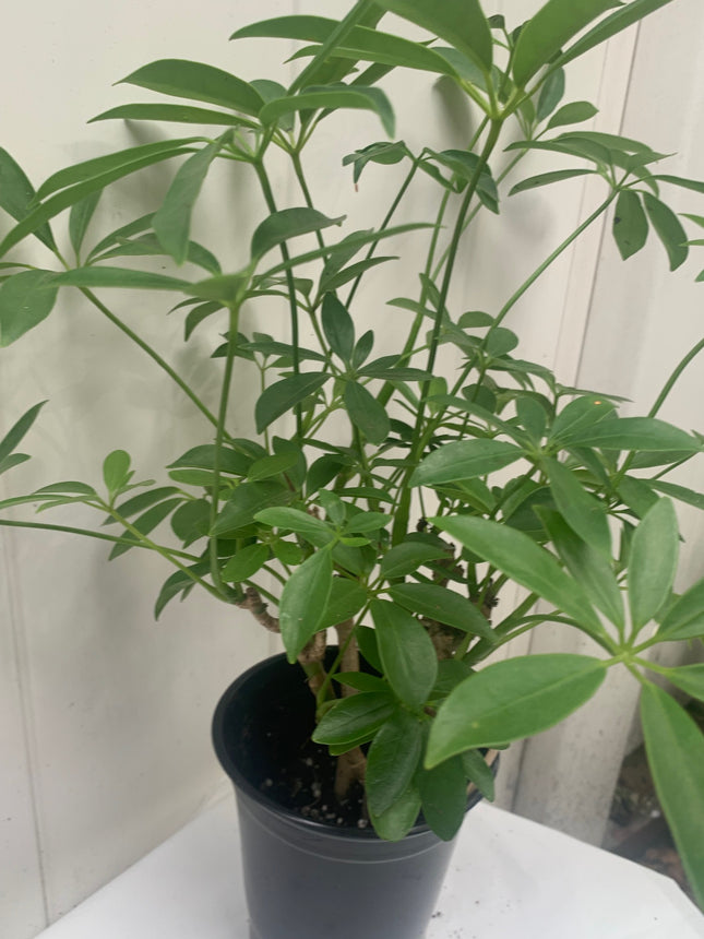 Rooted 12- 18 inch tall Dwarf Umbrella Schefflera Heptapleurum Plants or Tree for Indoor Decoration