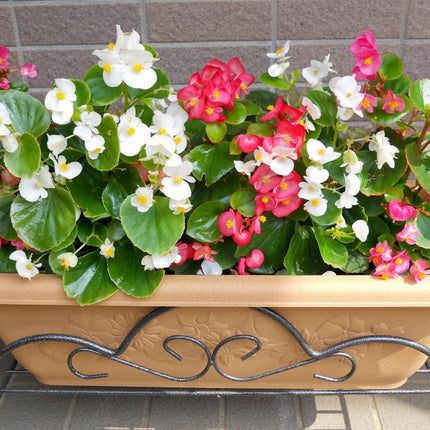 Wax Begonia for Spring and Summer Flowers Landscape Outdoor Garden Home Decoration