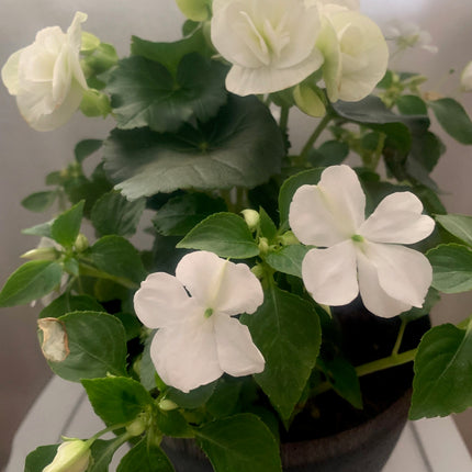 Rooted White Begonia beautiful color Addition to Outdoor Patio or Balcony Annual Season