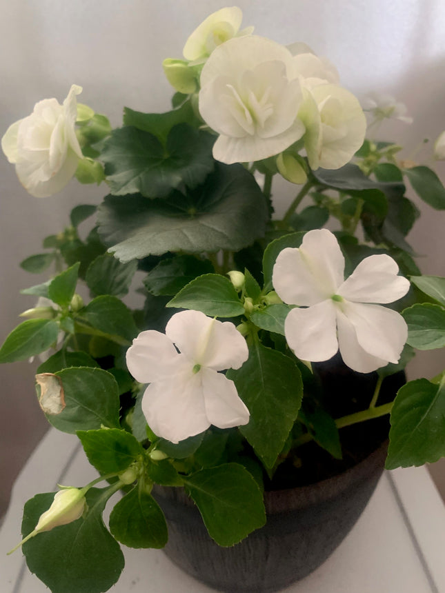Rooted White Begonia Fern and Greenery VIne beautiful for Outdoor Patio or Balcony