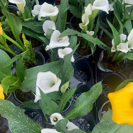 Indoor Plants Calla Yellow flowers in Pot for Memorial Day and Father Day Home Decoration