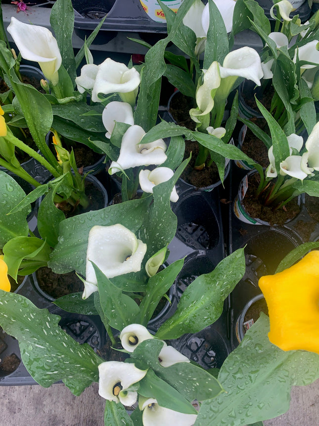 Indoor Plants Calla White flowers in Pot for Memorial Day and Father Day Home Decoration