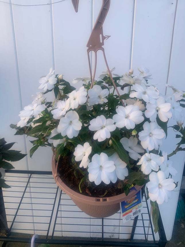 Rooted White Impatiens for balcony home decoration basket