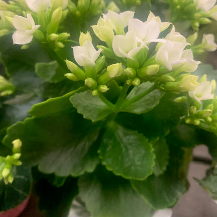 Rooted Red Kalanchoe Gift Plants Valentine day and Mother days Indoor Plant