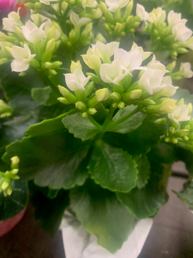 Rooted White Kalanchoe Holiday Gift Plants Indoor Plant and Outdoor plant