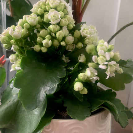 Rooted Double Petal White Kalanchoe Indoor Plants Gift Plant for Easter Day and Mother day