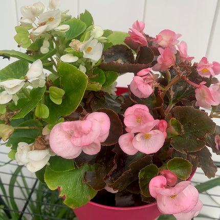 Rooted White and Pink Begonia coleus outdoor Patio or Balcony