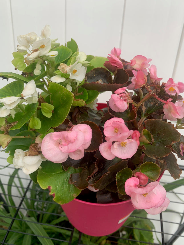 Rooted White and Pink Begonia coleus outdoor Patio or Balcony