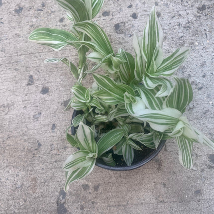 紫露草屬植物 室內植物 紫色和粉紅色