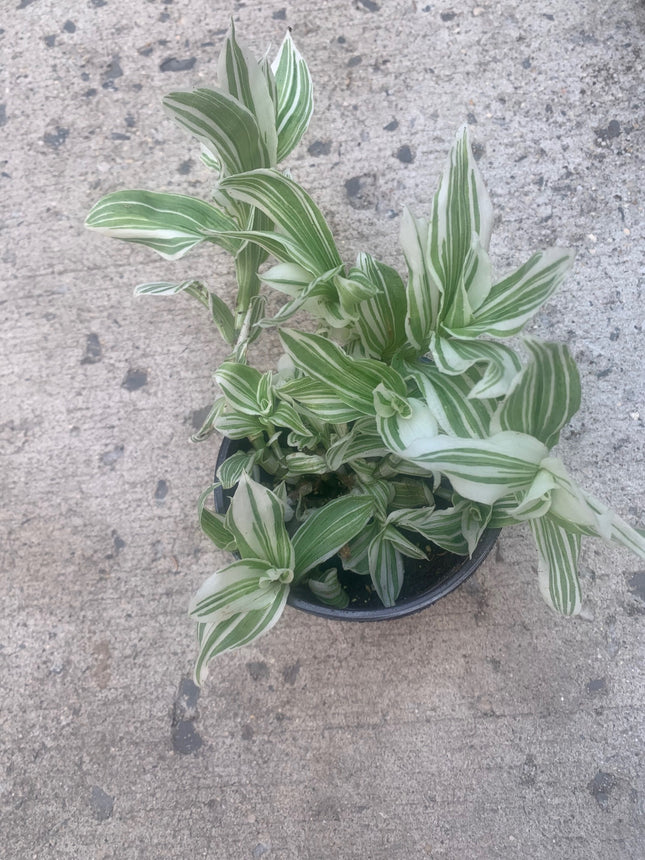 紫露草屬植物 室內植物 紫色和粉紅色