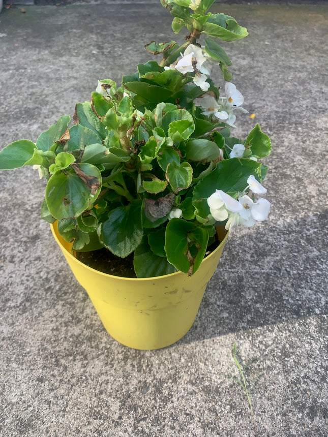 Wax White Begonia Green Leaves Outdoor Garden Home Decoration