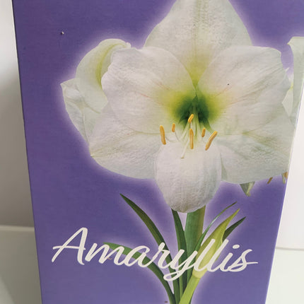 Amaryllis Plant Bulbs Red, Pink, White, Red Stripe Flowering Blooms for Holiday Indoors
