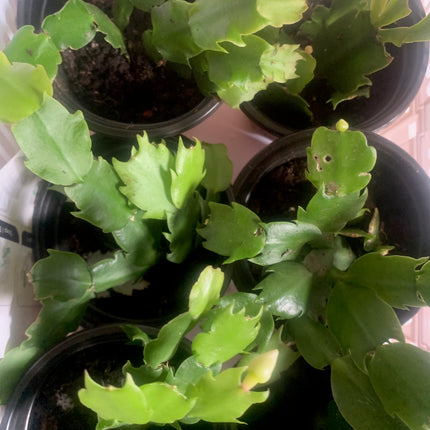 聖誕裝飾套裝節日禮物活體植物仙人掌白色和紅色室內植物家居裝飾