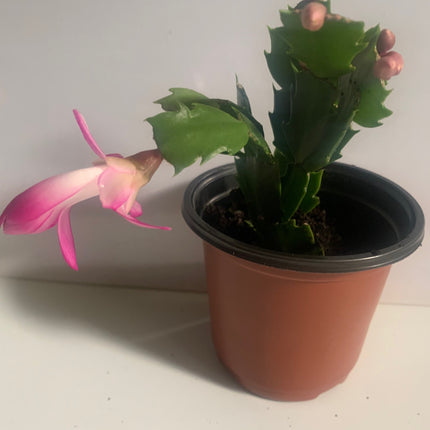 聖誕裝飾套裝節日禮物活體植物仙人掌白色和紅色室內植物家居裝飾