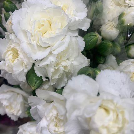 Donation for Startup Business and Animal Pets for Foods and Medical Care