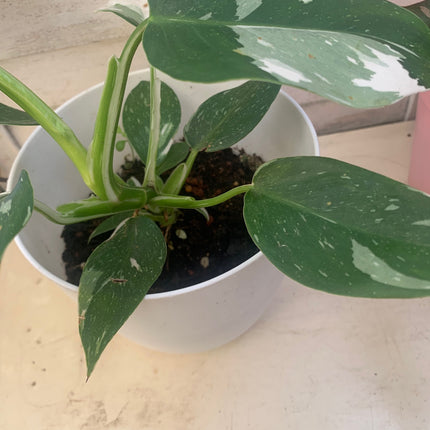 巴西蔓綠絨 - 活體植物