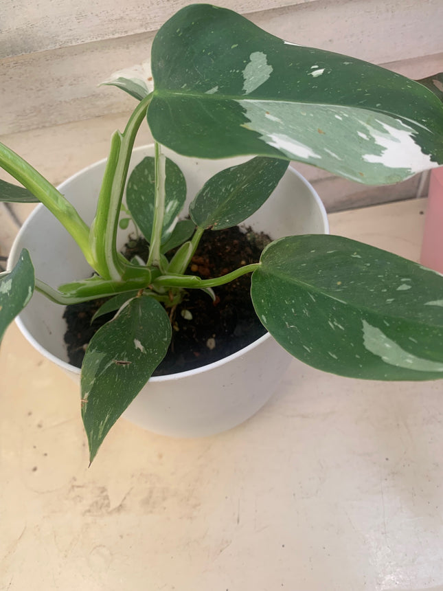 巴西蔓綠絨 - 活體植物