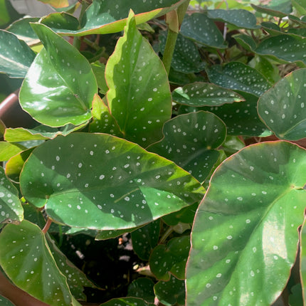 Maculata Polka Dot Begonia Live House Plants Rare Stylish Indoor Plant