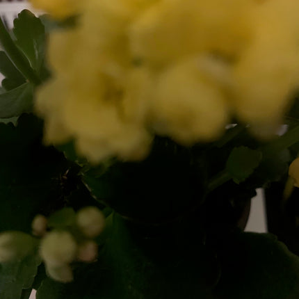 Rooted Yellow Double Kalanchoe Plants in pot Indoor Holiday Gift for Home Decoration