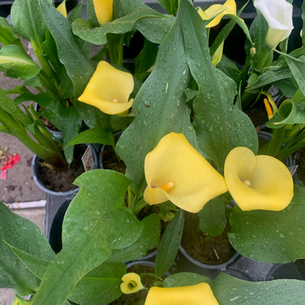 Indoor Plants Calla Yellow flowers in Pot for Memorial Day and Father Day Home Decoration