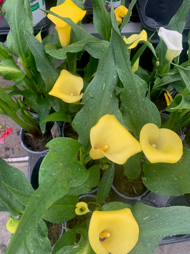 Indoor Plants Calla Yellow flowers in Pot for Memorial Day and Father Day Home Decoration