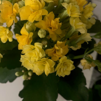 Rooted Yellow Double Kalanchoe Plants in pot Indoor Holiday Gift for Home Decoration
