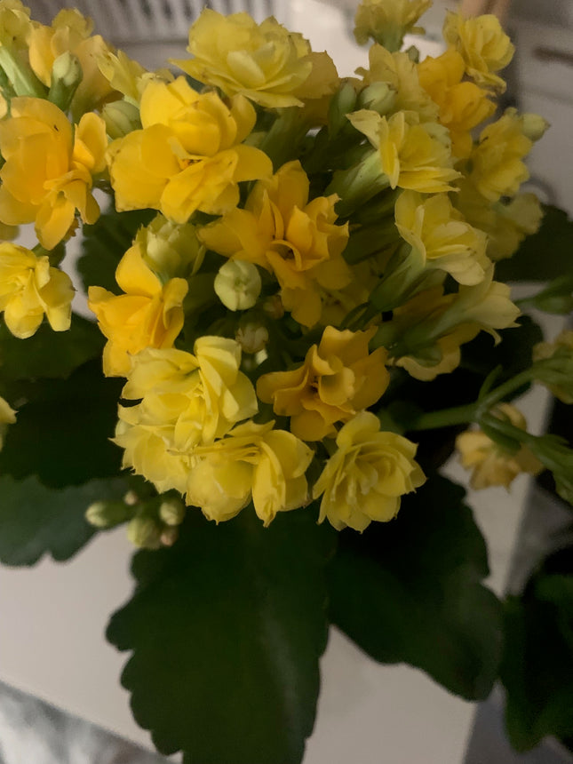 Rooted Yellow Double Kalanchoe Plants in pot Indoor Holiday Gift for Home Decoration