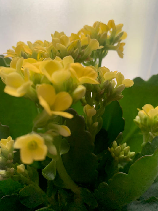 Rooted Kalanchoe Holiday Gift Plants in pot balcony yard or outdoor