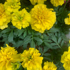 Small / Yellow