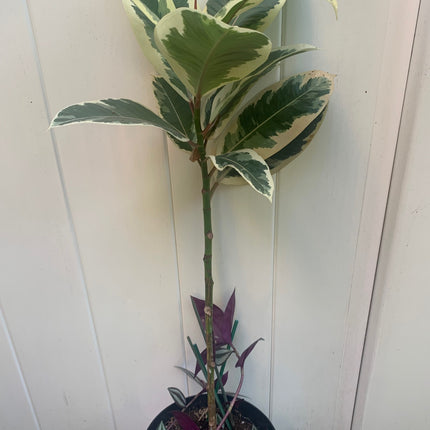 Rooted Tineke Live Plant Yellow Rubber Plant or Tree Indoor plant 20 -30" Tall