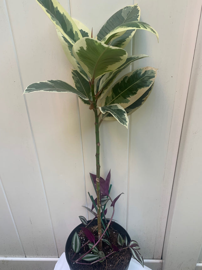 Rooted Tineke Live Plant Yellow Rubber Plant or Tree Indoor plant 20 -30" Tall