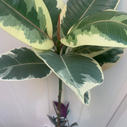 Rooted Tineke Live Plant Yellow Rubber Plant or Tree Indoor plant 20 -30" Tall