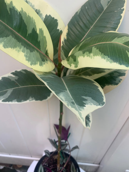 Rooted Tineke Live Plant Yellow Rubber Plant or Tree Indoor plant 20 -30" Tall