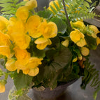 Yellow / Small