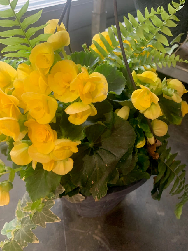 Rooted Yellow Begonia Fern and Greenery VIne beautiful for Outdoor Patio or Balcony