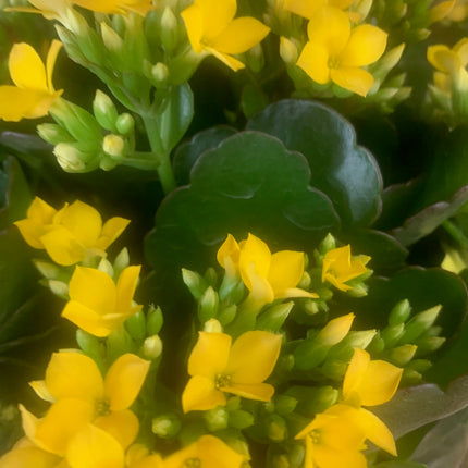 Rooted Red Kalanchoe Holiday Gift Plants Indoor Plant and Outdoor plant